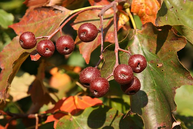 Sorbus torminalis